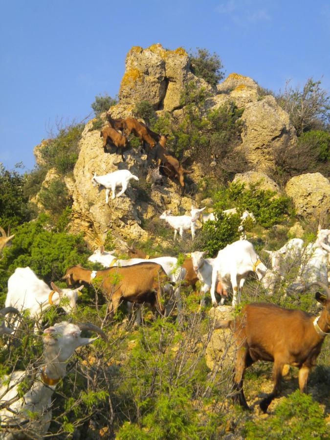 Chez Tatie Menie Bed and Breakfast Fraissé-des-Corbières Εξωτερικό φωτογραφία